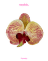 Orchid Hairclip